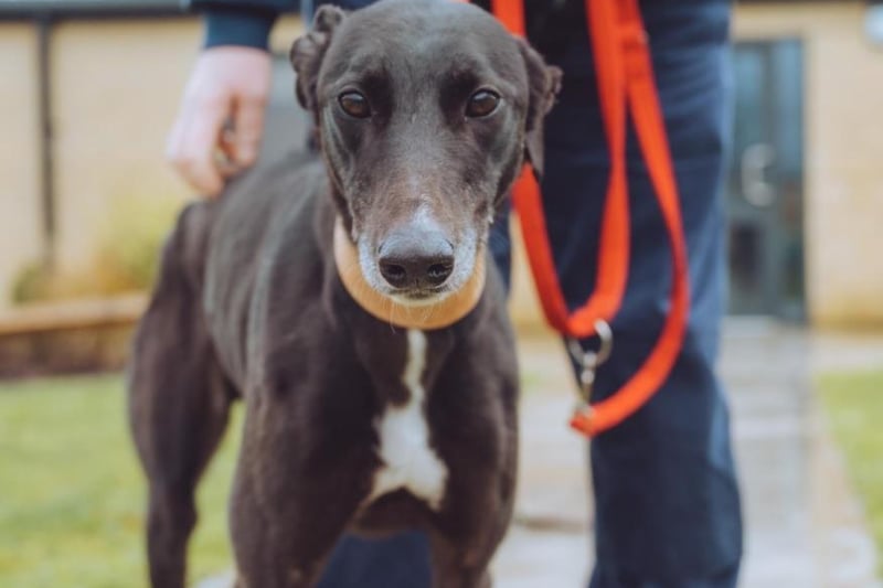 Bean is a five-year-old female greyhound who is very loving, good natured,  sociable, giddy and unrestrained.