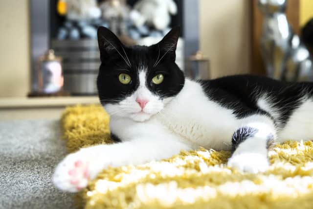 Zebby beat thousands of other entries to be named overall winner in the nation’s biggest celebration of cats, organised by Cats Protection and held at Wilton’s Music Hall in London on July 17.