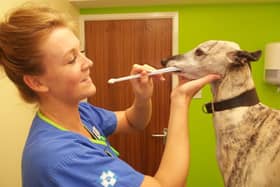 A veterinary nurse at White Cross Vets helps brush a patient's teeth.