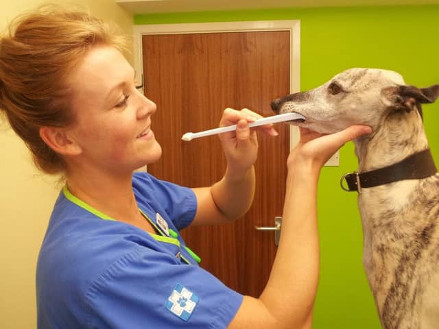 A veterinary nurse at White Cross Vets helps brush a patient's teeth.