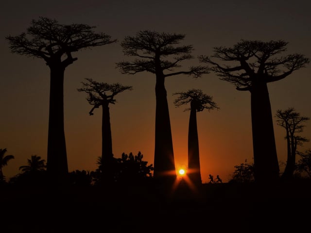 Category 4 – People and Nature
An interesting and original take on the relationships between people and nature
Student winner: Elena Racevska, Oxford Brookes University

This is our playground, As the day turned to night, mesmerised tourists gathered to witness the baobabs’ grandeur amidst a deep-coloured sunset. The trees stood silent and tall, as they have for centuries. Suddenly, as if out of nowhere, two children appeared. Tumbling through this theatre of shadow and fading light. Claiming their playground.