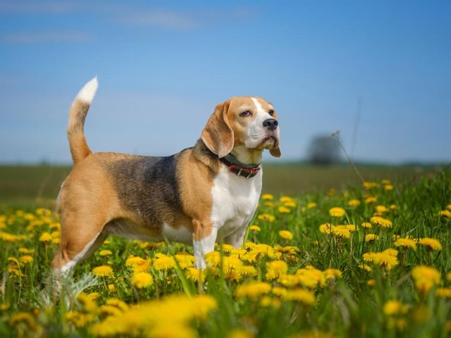 47,400 searches on average per month (Photo: Shutterstock)