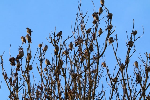 A fine shot from Peter McCarry shows a collection of waxwings in the area, against a strikingly blue sky.