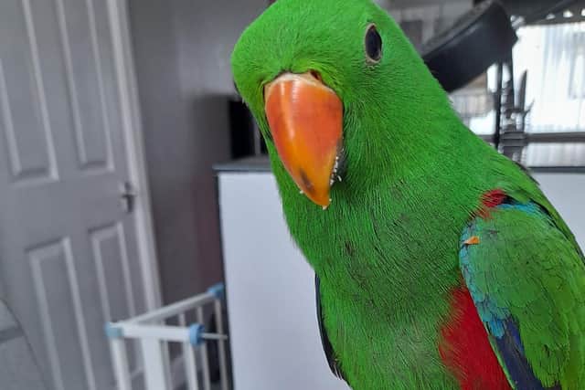 Missing parrot Otto was last seen in the Eckington area