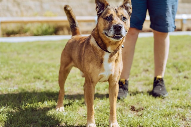 This 12-year-old male terrier is an ex-stray who is looking for a home with children aged ten and upwards – and one with no smaller animals. Matty is sweet and affectionate but has a tendency to become anxious in unfamiliar situations.