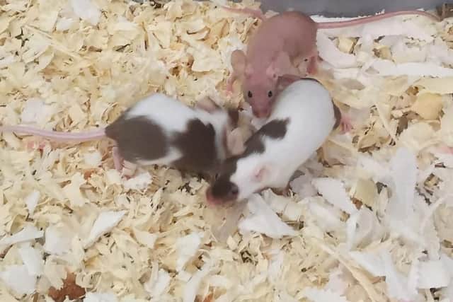 The owner, who lives in Station Street, originally took the 17 mice on as pets in October last year to help a friend who was struggling.