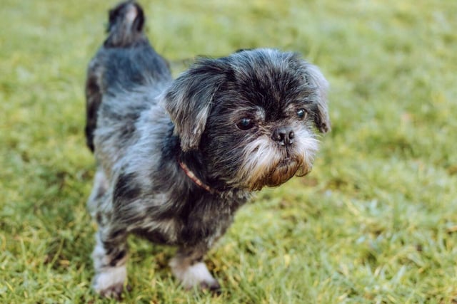 Shadow is a ten-year-old male shih-tzu who likes cuddles and affection, a sweet little man who is everybody's best friend.