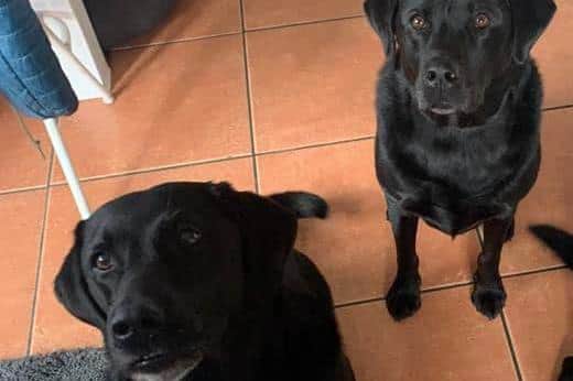Missing Labradors Denzel and Welly. Picture: Find Denzel & Welly - STOLEN from Nantwich (CW5)