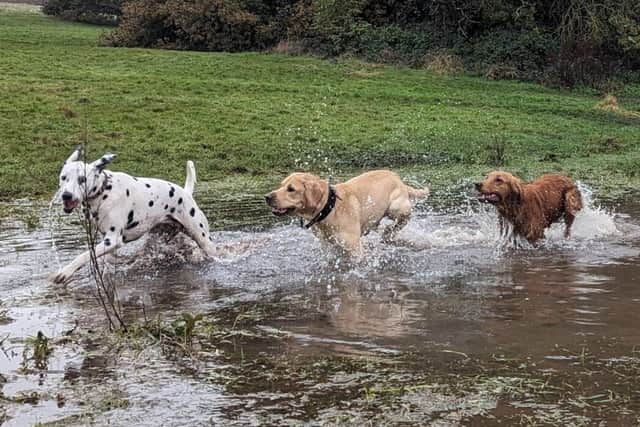 Dogs enjoying a Derbyshire walk