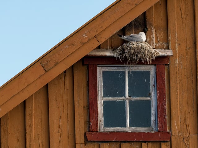 Category 4 – People and Nature
An interesting and original take on the relationships between people and nature.
Winner: Alwin Hardenbol, University of Eastern Finland
Housing for the threatened, In Varanger, Black-legged Kittiwakes (Rissa tridactyla) often like to nest on decrepit buildings. It's a quite fascinating behaviour for this internationally vulnerable bird species.