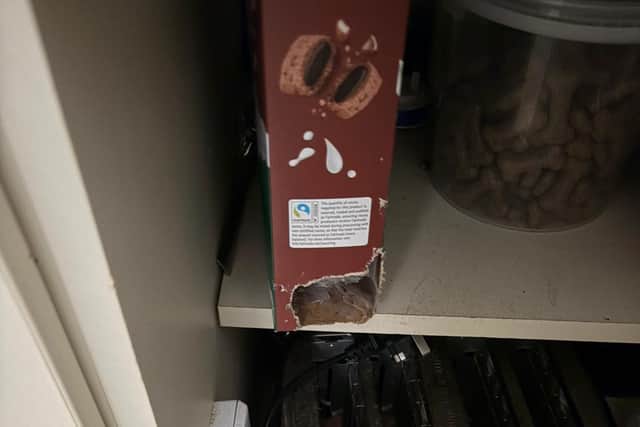 Rats went into cereal boxes.
