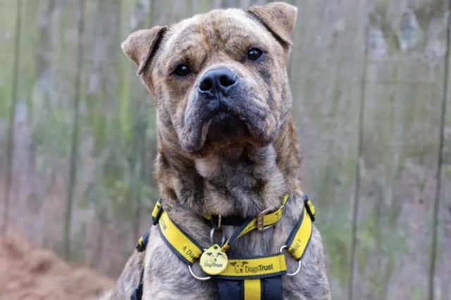 Chopper, the stunning five-year-old Shar Pei Cross, can live with older children but should be the only pet at home. He needs socialisation on walks and loves car rides. Chopper is enthusiastic about life, loves playing, and is eager to learn new skills.