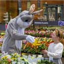Your children can learn about wildflowers and plant their own miniature wildflower garden at the Easter Bunny Breakfast at Dobbies, Barlborough Links, Chesterfield from March 28 to April 1.