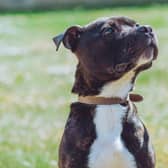 Hugo, a Staffie at Chesterfield and North Derbyshire RSPCA centre, has been reserved following an appeal for a new owner.