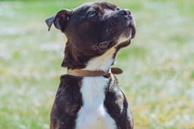 Hugo, a Staffie at Chesterfield and North Derbyshire RSPCA centre, has been reserved following an appeal for a new owner.