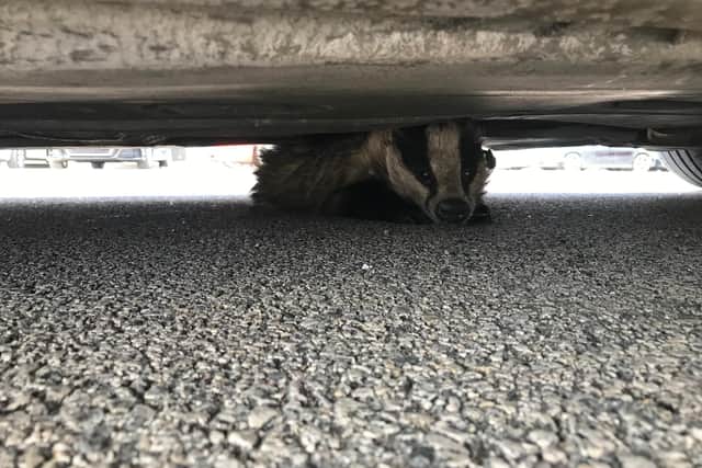 The badger underneath Derbyshire nurse Adele Frost's car. Image: RSPCA.