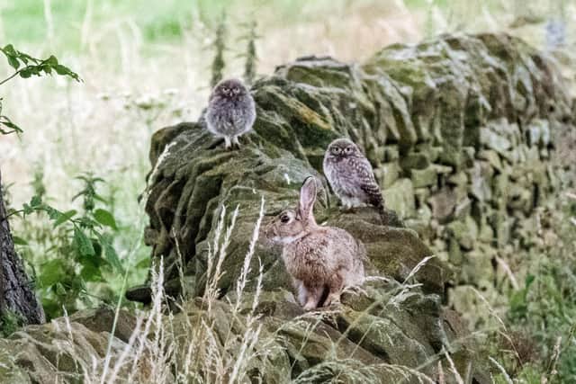 The woodland creatures were spotted relaxing on a stone wall in the countryside near the Peak District village of Baslow