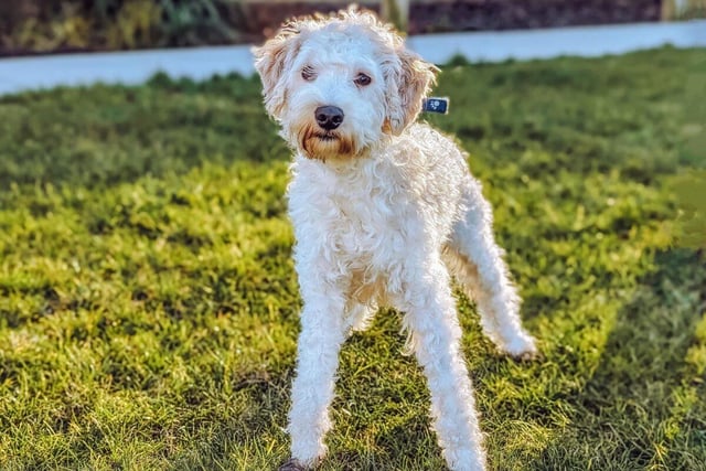 Blue is a male Irish doodle who is one year and 10 months old.