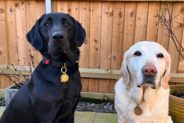 Guide dog Jacqui and retired guide dog Minnie.