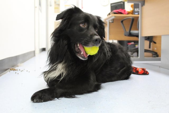 Cam is a lovely three year old Collie cross who is very affectionate when he comes out of his shell. He is looking for a family who are willing to help build his confidence and with some knowledge of positive reinforcement training.