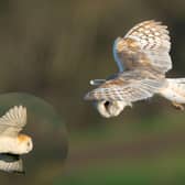 Glyn Sanderson spotted a stunning Barn owl on the hunt yesterday morning (March 18) in Barlow village.