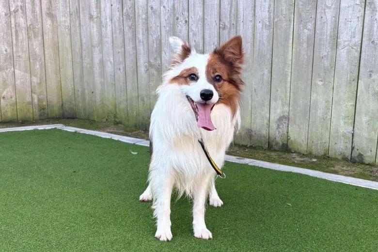 This beautiful boy is looking for a patient and understanding family who is ready to show him all the wonderful comforts of indoor home life, as he likely hasn't had much experience with it yet! Because he is still learning how to confidently walk on a lead, he would benefit from direct access to a fully secure garden while he masters that skill. Haribo can live with older secondary school children and might even share his new home with another dog or a confident cat. With a little time and patience, he is sure to make someone a wonderfully loyal and loving companion.