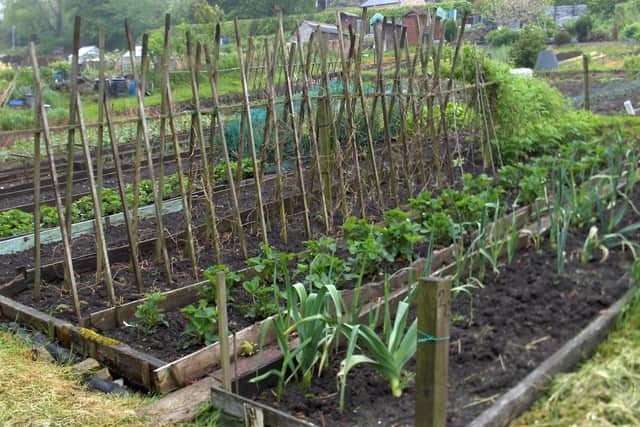 A plot at Well Field Allotments, managed by Matlock Town Council.