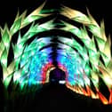 Gladioli Tunnel is a new showstopper at Christmas At Belton 2023