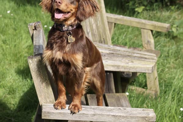 Winnie was electrocuted at Lyme by a fallen fence - thankfully she was only shocked not injured but her owner says the National Trust have a very anti- dog attitude. Photo Martin Payne