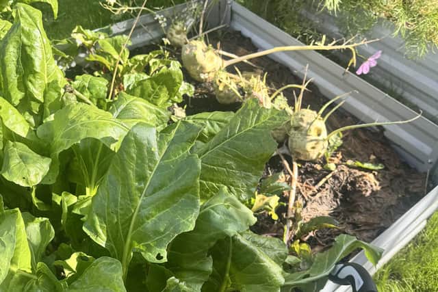 Growing at home - Spinach and Kohl Rabi