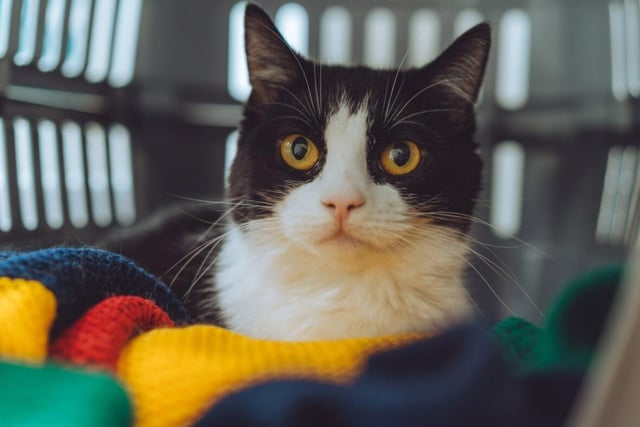 Lola has a best friend called Bella who she'll need to be rehomed with. She's a shy cat who needs plenty of space, but be patient with her and she'll warm up to you in no time with her silky smooth fur.