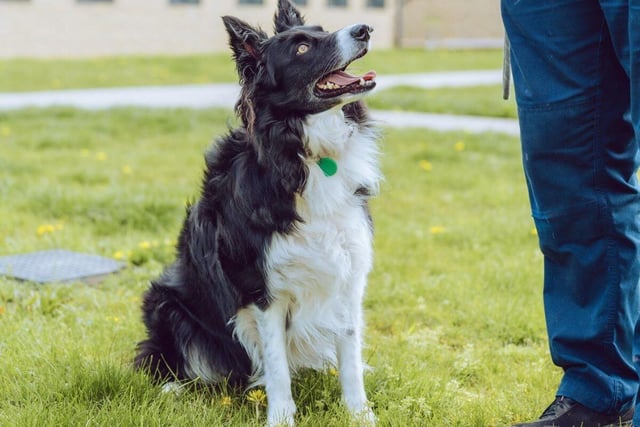 Molly is a young Border collie looking for the love and attention she evidently got before her devoted owner was no longer able to care for her due to circumstances beyond their control. Just one year and six months old, Molly is full of energy, clever and has a desire to learn new skills such as fly ball or agility.