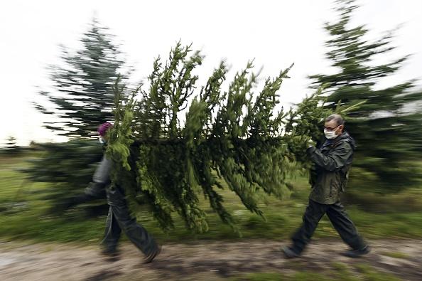 Find the perfect tree at Highfield Christmas Tree Farm. You can call them on, 01302 483551.