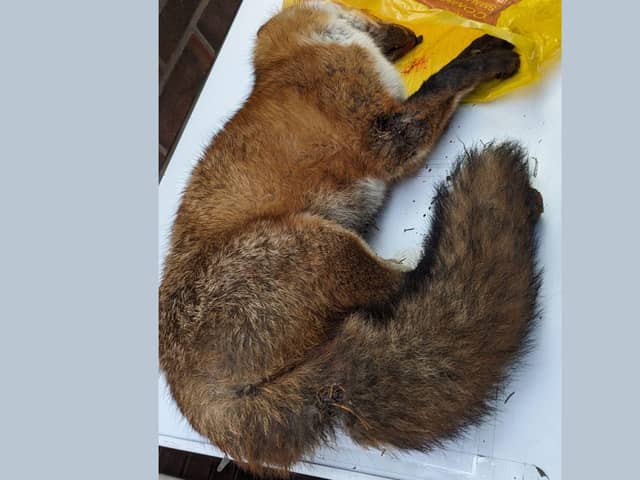 The poor fox was barely alive and had collapsed in a garden