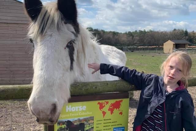 Nine-year-old Jessica Ball pets a horse at Matlock Farm Park.