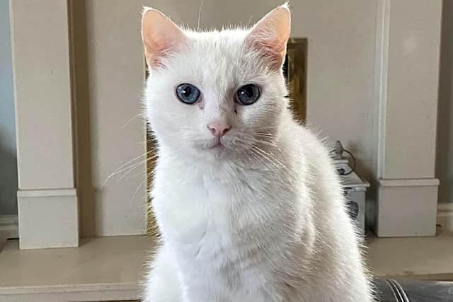 Princess  was rushed to the vet clinic after her owner Joseph Thomson, 23, spotted a lump in her abdomen and feared the worst.