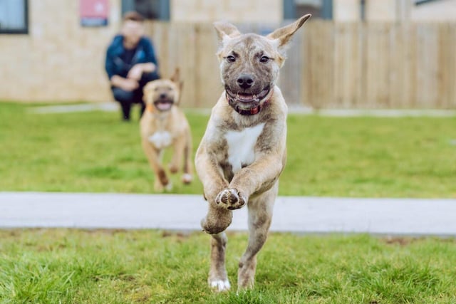 Clyde is a 22-month-old crossbreed who arrived at the shelter with Bonnie. The cute male has features hinting at Malamute and German Shepherd while his brindled coat suggests Staffie.