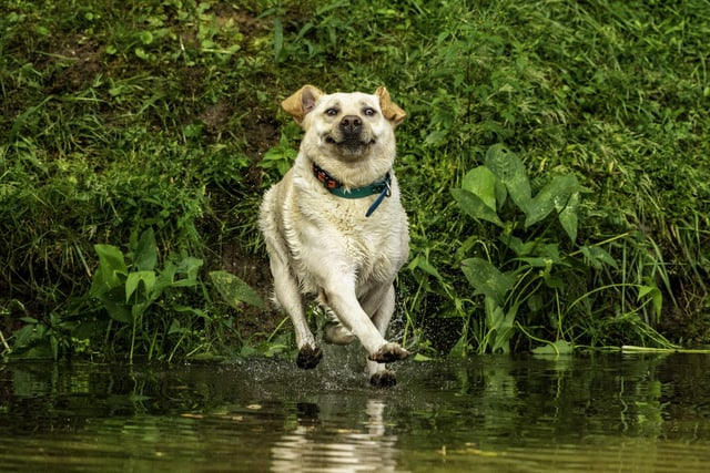 John Carelli's picture of his pet dog with the caption 'look mum, I can walk on water' is also one of the finalists in the Mars Petcare Comedy Pet Photography Awards.