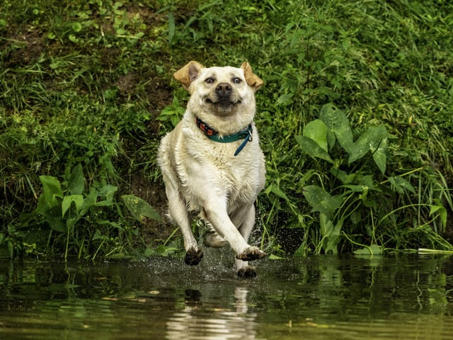 John Carelli's picture of his pet dog with the caption 'look mum, I can walk on water' is also one of the finalists in the Mars Petcare Comedy Pet Photography Awards.
