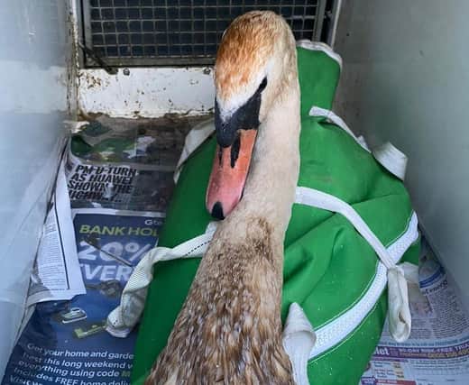 This oil-covered swan was rescued from a contaminated pond near Derby.