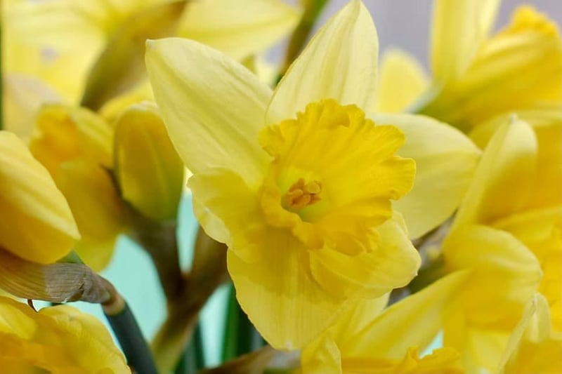 A bunch of daffs just brings some sunshine to our day.