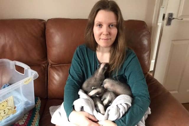 Hayley Robinson with the five badger cubs she is fostering at her home