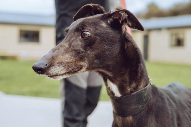 Saturn is a five-year-old male greyhound who will need a loving home to make up for a past of suffering and misery before he was brought into the rescue centre. He is gentle, tender, attentive and adoring. Saturn, who will need someone with him most of the time,  is looking for a quiet home with a dog of a similar size but would prefer not to share it with a cat.
