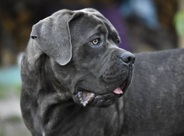 Pictured is a Cane Corso for illustrative purposes. Three-year-old Daniel John Twigg was killed by a Cane Corso in Rochdale earlier this month.