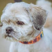 Charlie is a six-year-old Lhasa Apso.