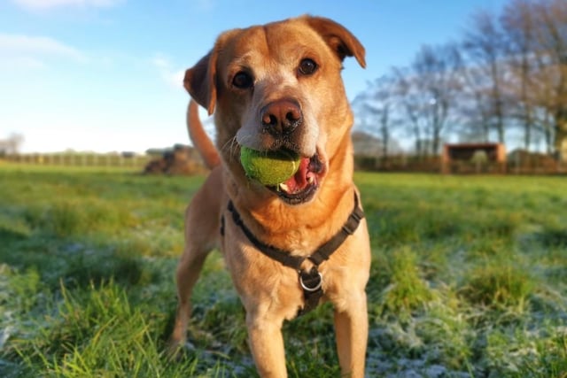 Buddy is a big six year old boy who loves toys and treats.  He enjoys going for adventures in the car which is helpful as he requires quiet walking areas.