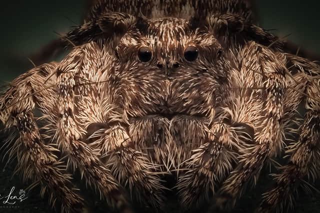 The image of the bark lynx spider is formed of 50 separate photos to capture all its tiny details. (Photo: Joe Joyce)