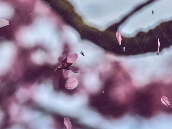 It's cherry blossom season. From @joeposkittphotography