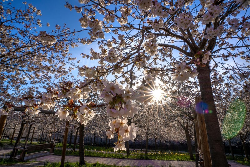 Early morning sunshine peeking through the blossom. Picture: Jane Coltman