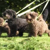 Bolsover District Council has extended its Dog Management Public Space Protection Order (PSPO) for another three-years.